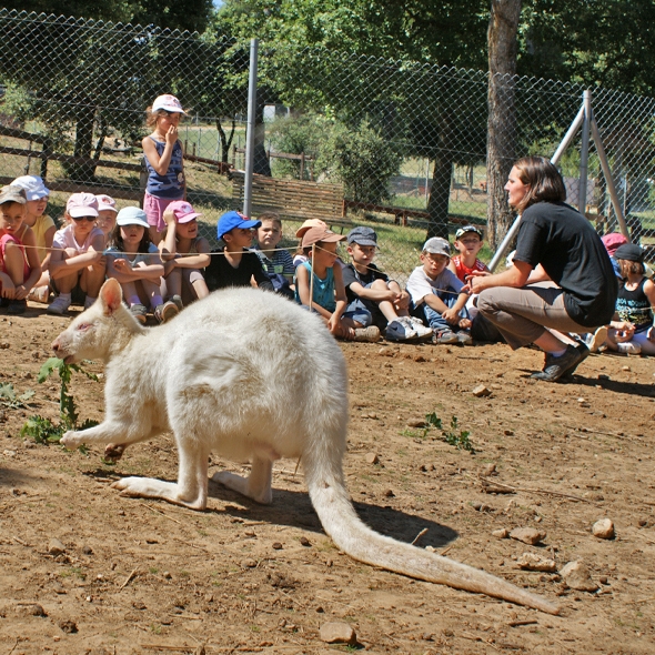 Découvrez le wallaby albinos lors de nos visites guidées