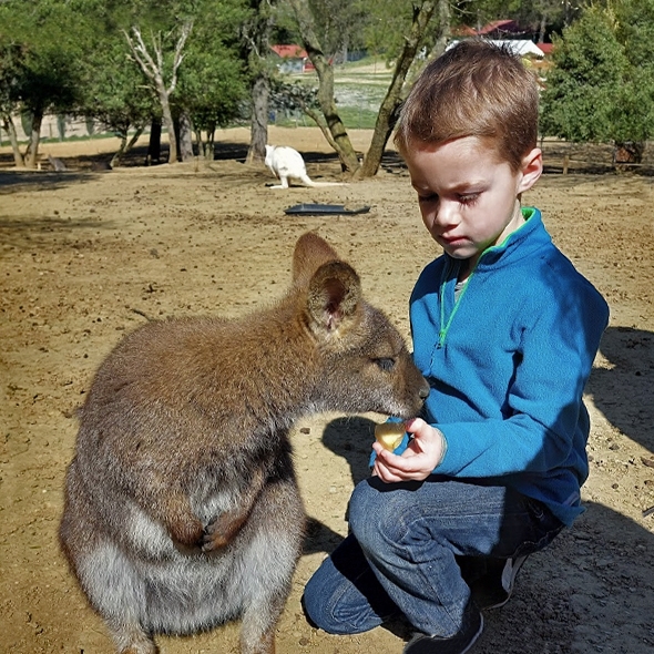 Enfant et wallabi lors d'une visite guidée sur le thème de l'Australie 