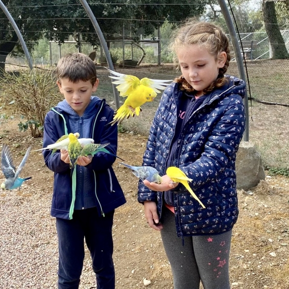 Nourrissage des perruches lors d'une visite guidée familiale
